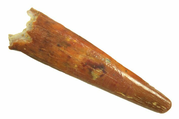 Fossil Pterosaur (Siroccopteryx) Tooth - Morocco #297045